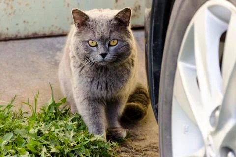 One cat gray sit next to car wheel in parking lot Foto stock