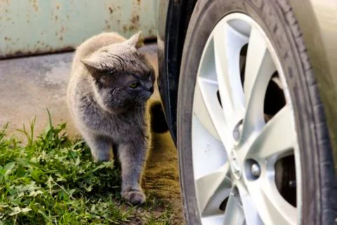 One cat gray sit next to car wheel in parking lot Foto stock