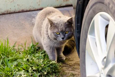 One cat gray sit next to car wheel in parking lot Foto stock