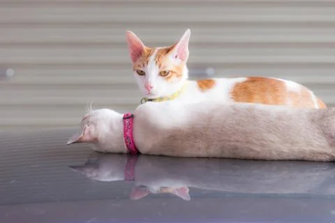 One cat lying down and one cat sitting on the car roof in the garage, focus o Stock Photos