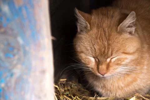 One cat sitting in the booth Stock Photos