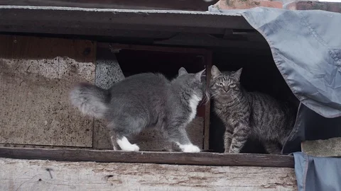 One cat sniffs another Stock Footage 121619255