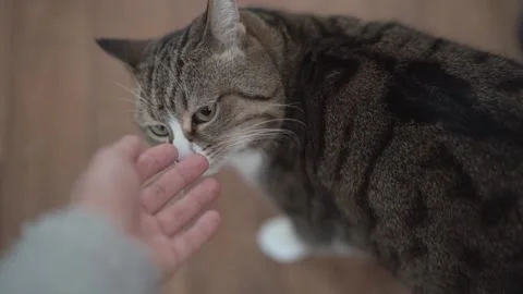 One cat sniffs a woman's hand. Hand close-up stroking the cat. The concept of Stock Footage 228076884