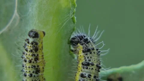 One caterpillar eating while another crawls away macro Stock Footage 332663925