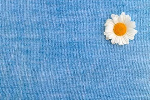 One chamomile on a background of light blue denim Stock Photos