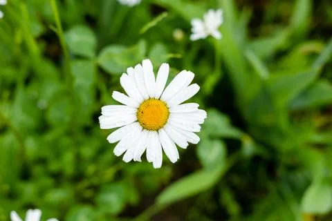 One chamomile close-up, top view Stock Photos