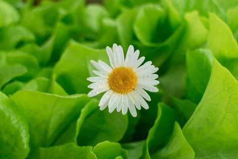 One chamomile with dew drops close-up on a blurred green background Stock Photos