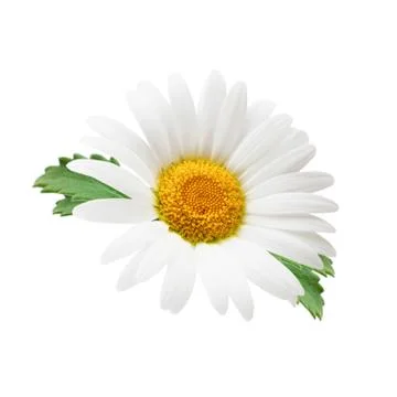 One chamomile as package design element. Stock Photos