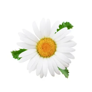 One chamomile as package design element. Stock Photos