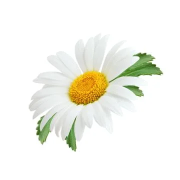 One chamomile as package design element. Stock Photos