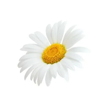 One chamomile as package design element Stock Photos