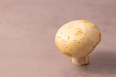 One champignon on a gray background. .Copyspace side view for text Stock Photos