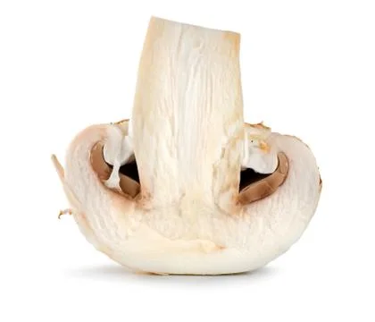 One champignon isolated Stock Photos