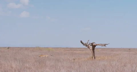 One Cheetah grass and second waking at grassland Stock Footage 314781740