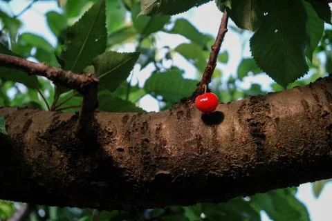 One cherry alone hanging from a thick branch on the tree Stock Photos