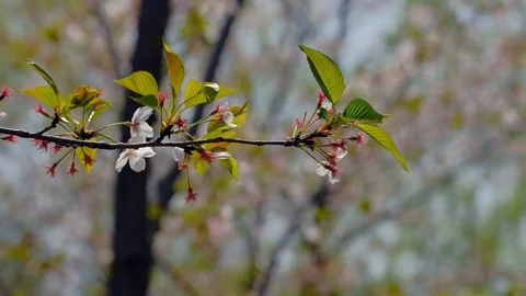One of the cherry blossom trees from the cherry blossoms 스톡 동영상 107739355