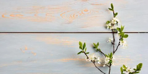 One cherry branch Stock Photos