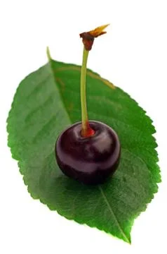 One cherry on a leaf isolated Stock Photos