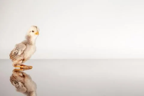 One chick alone Stock Photos