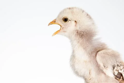 One chick alone Stock Photos
