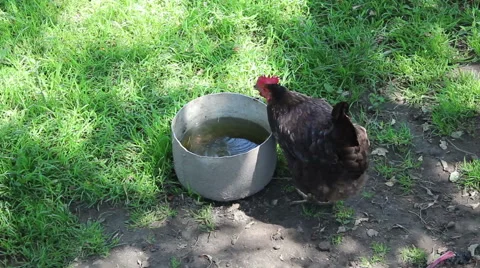 One chicken drinking water Stock Footage 42413639