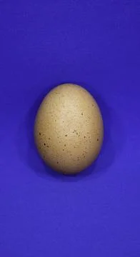 One chicken egg on a blue background. Copy space for text. Stock Photos