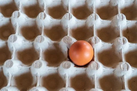 One chicken egg in an egg box Stock Photos