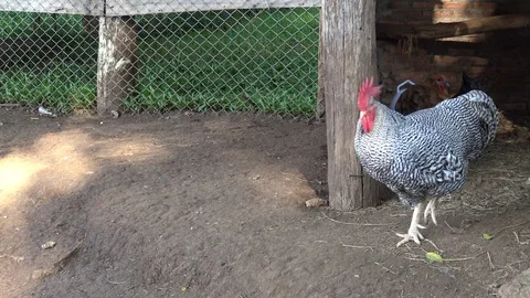 One chicken Stock Footage 98249190