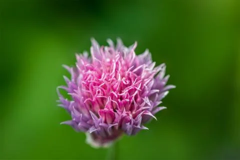 One chive flower Stock Photos