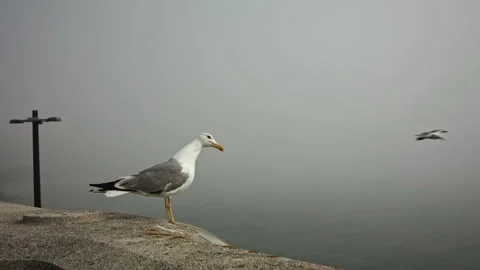 One close-up gull sits on a parapet near the ocean in heavy fog and opens its Stock Footage 220767076