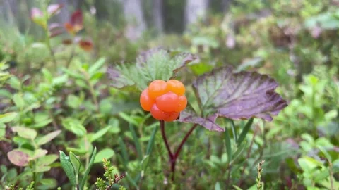 One cloudberry. Stock Footage 286252958