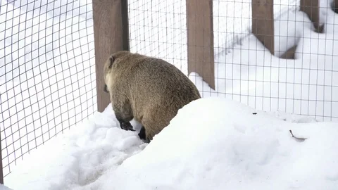 One coati walking in the cage Stock Footage 73327145