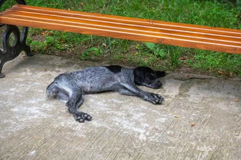 One cocker spaniel sleeps under a bench Stock Photos