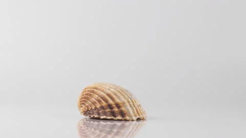 One cockle shell on a white background spinning close up Stock Footage 138967427