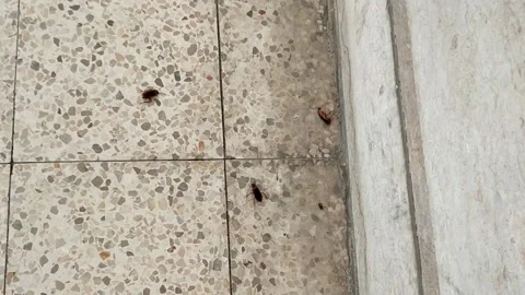 One cockroach runs across the floor among lots of dead roaches Stock Footage 134288770