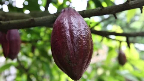 One cocoa fruit on a tree still hanging 動画素材 293112537