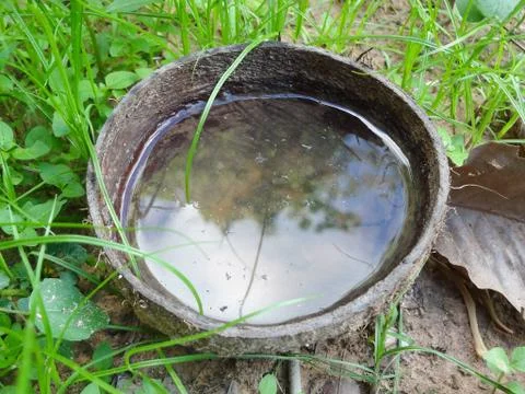 One coconut shell has water. Causes the mosquito to lay eggs Causing dengue f Stock Photos