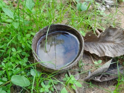 One coconut shell has water. Causes the mosquito to lay eggs Causing dengue f Stock Photos