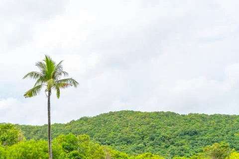One coconut tree with forest and sky background Stock Photos