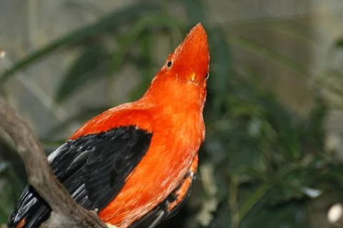 One colored Bird Stock Photos