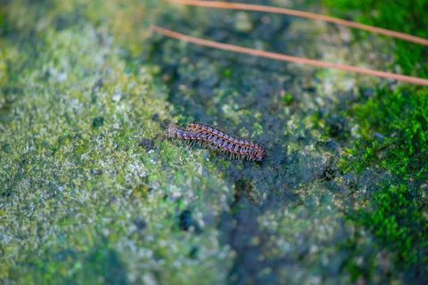 One colored worm crawling on the ground Stock Photos