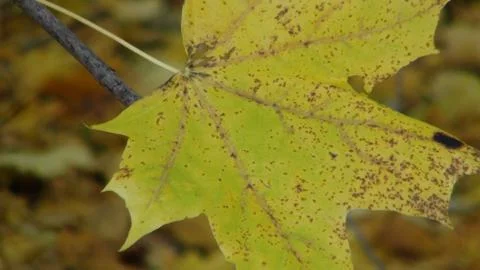 One colorful fallen maple leaf in autumn time Foto stock