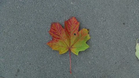 One colorful fallen maple leaf in autumn time Stock Photos