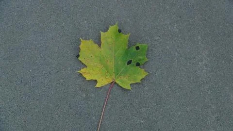 One colorful fallen maple leaf in autumn time Foto stock