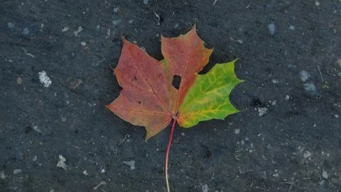 One colorful fallen maple leaf in autumn time Stock Photos