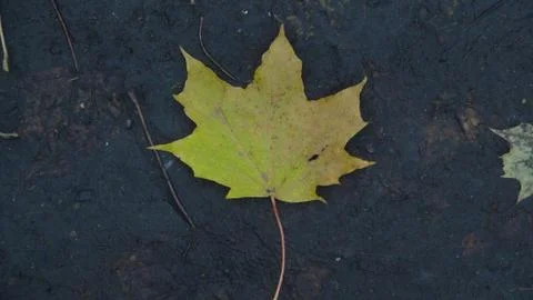 One colorful fallen maple leaf in autumn time Stock Photos
