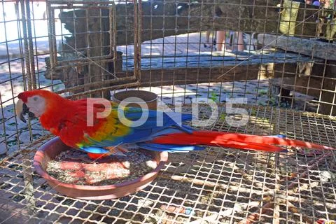 One colorful parrot inside the cage Stock Photos