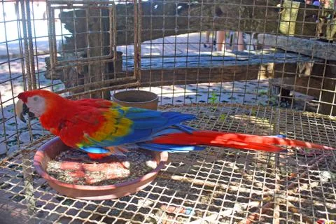 One colorful parrot inside the cage Stock Photos