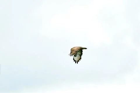 One common buzzard bird, bird of pray, buteo buteo, in flight against a white Foto stock