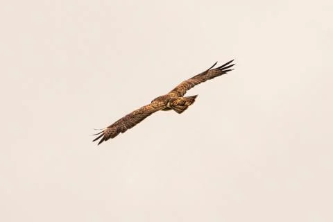 One common buzzard bird, bird of pray, buteo buteo, in flight against a white Stock Photos